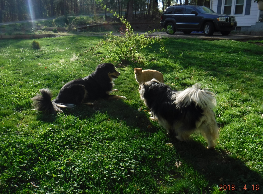 Rocky & Bailey and Tommy The Neighborhood Cat - April 2018